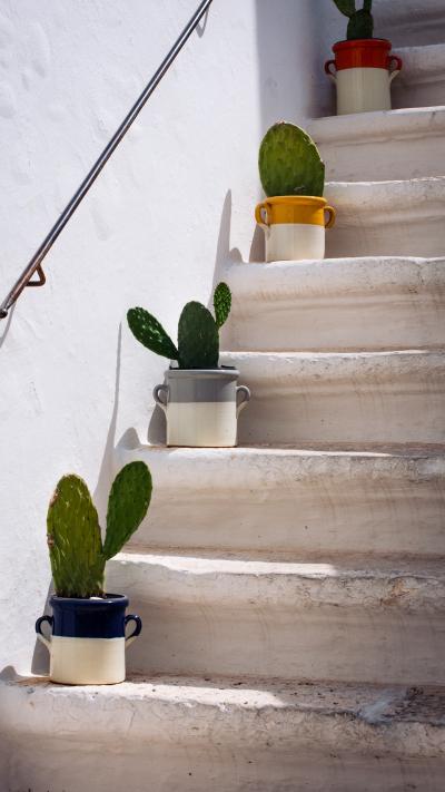 台阶上的仙人掌植物清新图片