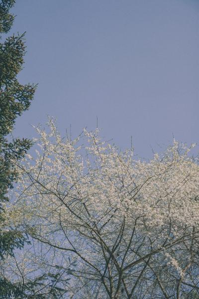 白色樱花开满枝头