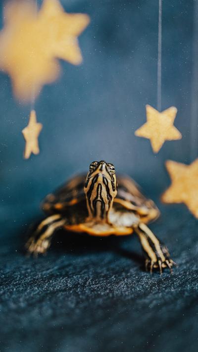 伸长脖子的小乌龟看着星星
