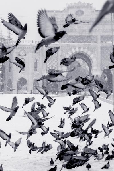 下雪天鸽子广场图片