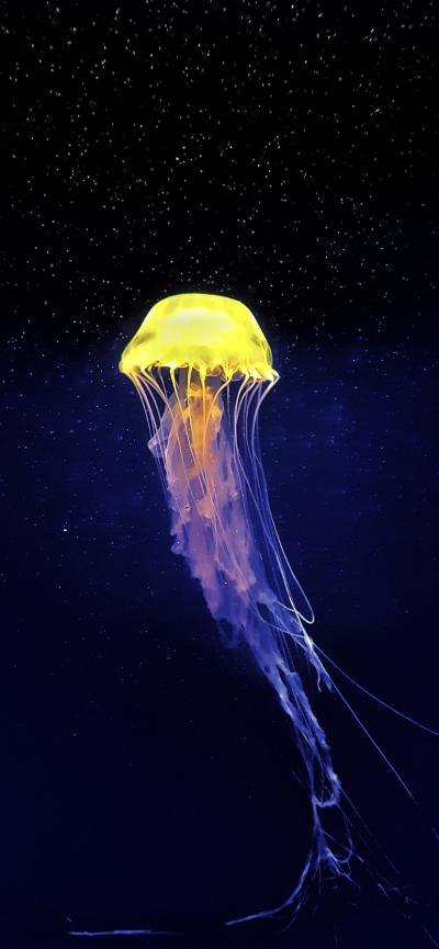 黄色霓虹灯下的水母