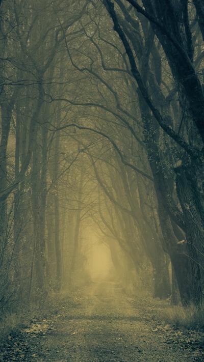 迷雾森林中的昏暗小路