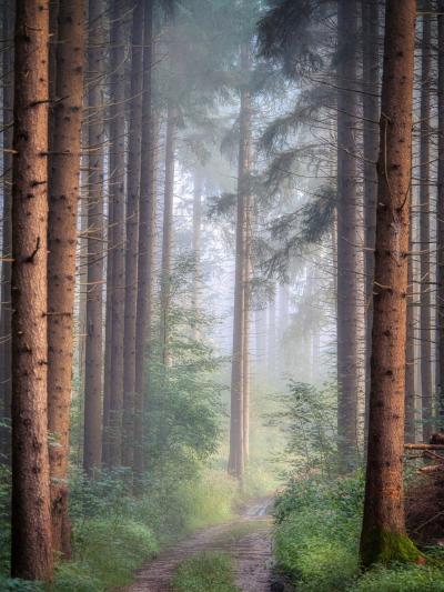 森林里迷雾掩盖了小路