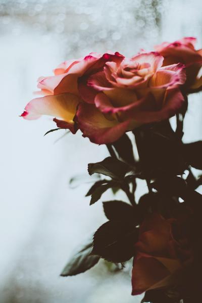 粉红色玫瑰摄影图片