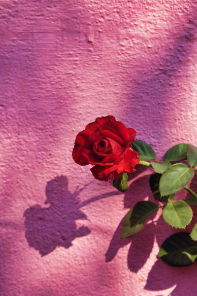 一朵娇艳美丽的红色玫瑰花
