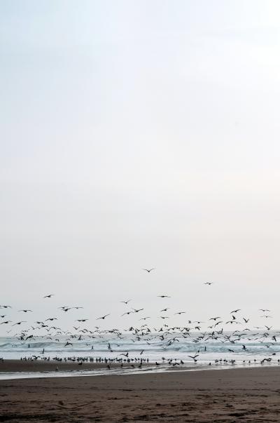 大海海鷗圖片高清壁紙