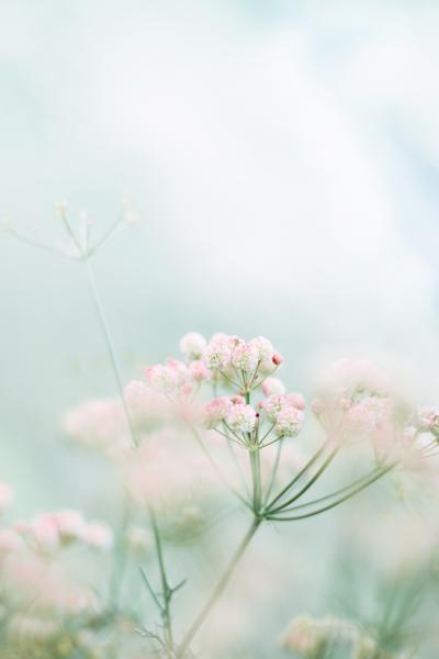 淡粉色花朵清新迷人