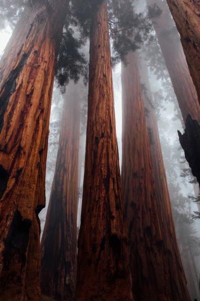 迷雾里的红杉树林