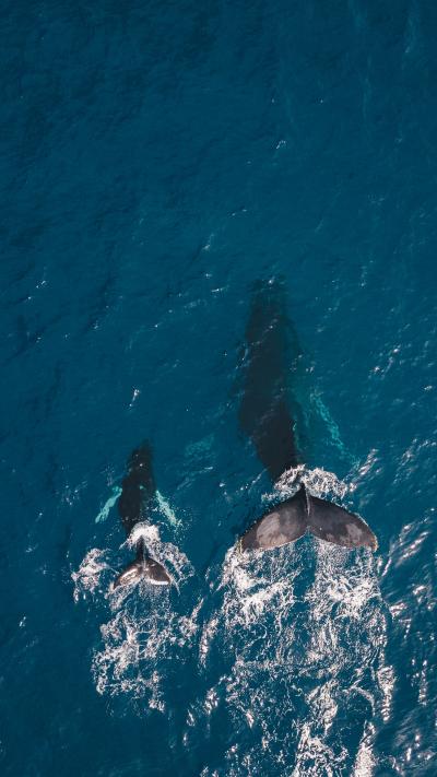 蓝色深海里的鲸鱼母子畅游