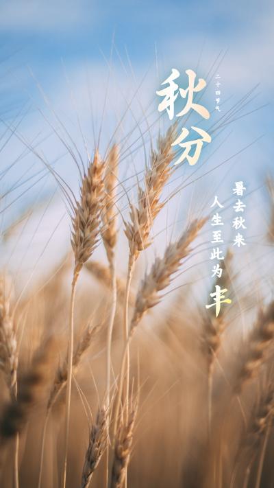 二十四秋分节气麦穗成熟图片