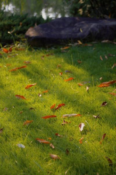 秋天的阳光照在草地和落叶上