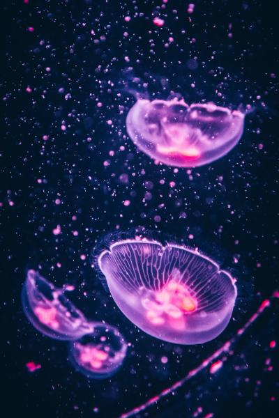 发光的紫色水母图片