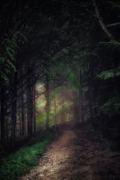 幽暗静谧的森林小路铺满落叶