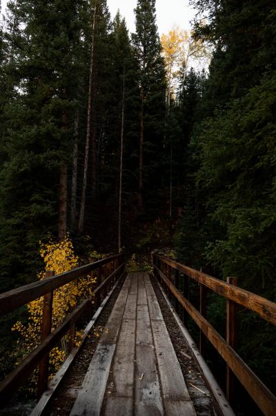 森林里老旧的木桥