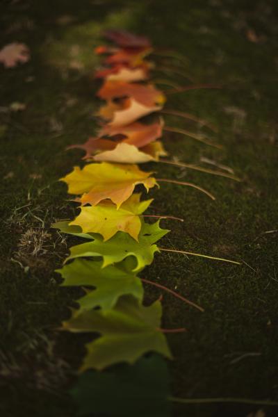 秋天由绿变黄的枫叶图片