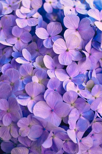 清新养眼的紫色绣球花高清壁纸