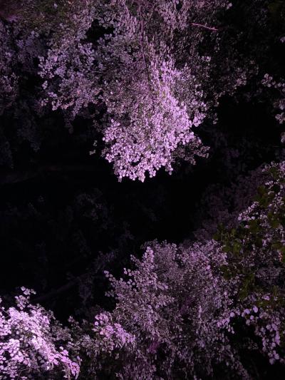 夜晚的灯光将树叶染成紫色