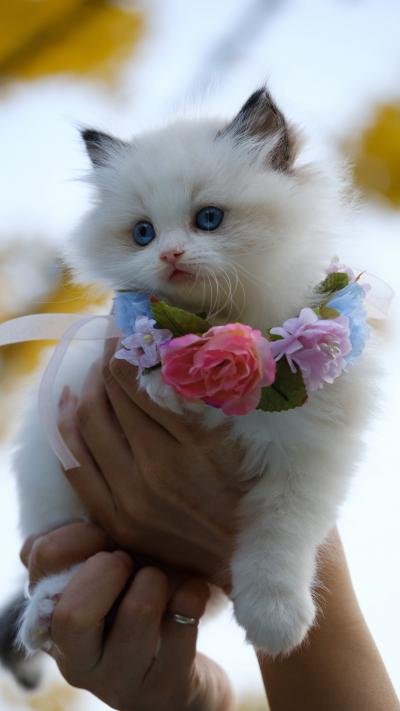 带着花环的猫咪图片可爱萌萌