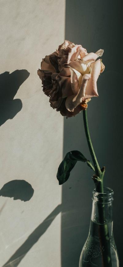 在阴影中即将枯萎的玫瑰花