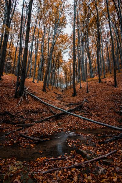 森林里落满树叶的秋天
