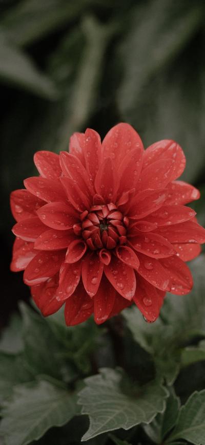 红色非洲菊唯美惊艳