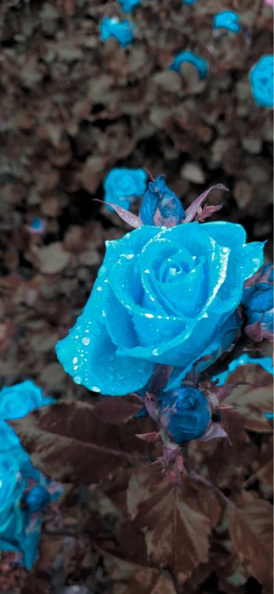 蓝玫瑰带着露珠绽放