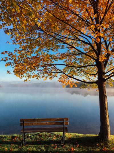 在湖边静看秋天黄色树叶图片