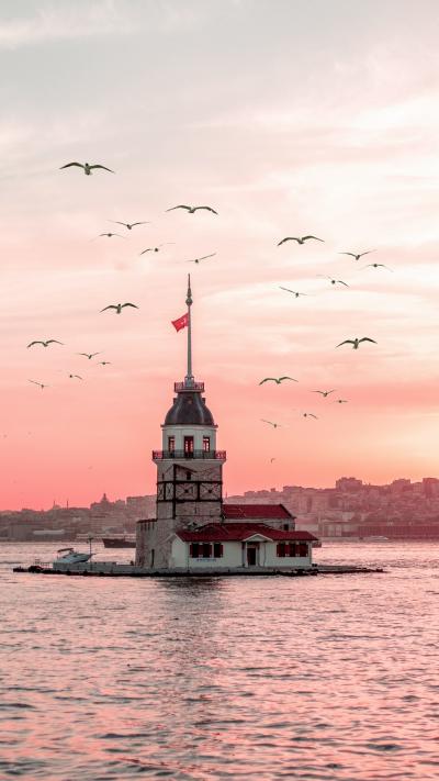 粉色天空下的海鸟和伊斯坦堡