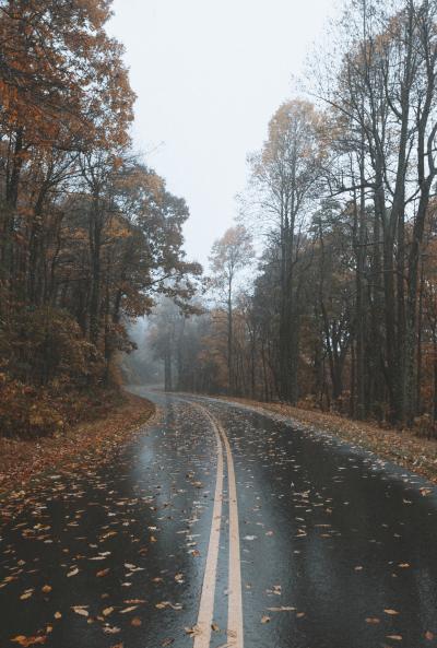 秋天雨后的森林马路