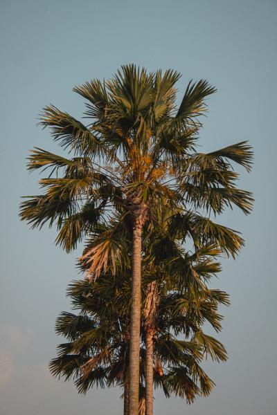 夕阳下的椰子树图片
