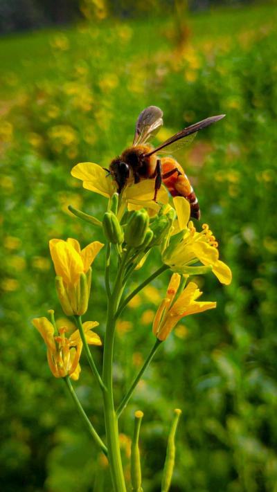 在花朵上采蜜的勤劳小蜜蜂