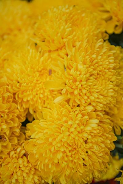 金黄色的菊花鲜艳热烈图片