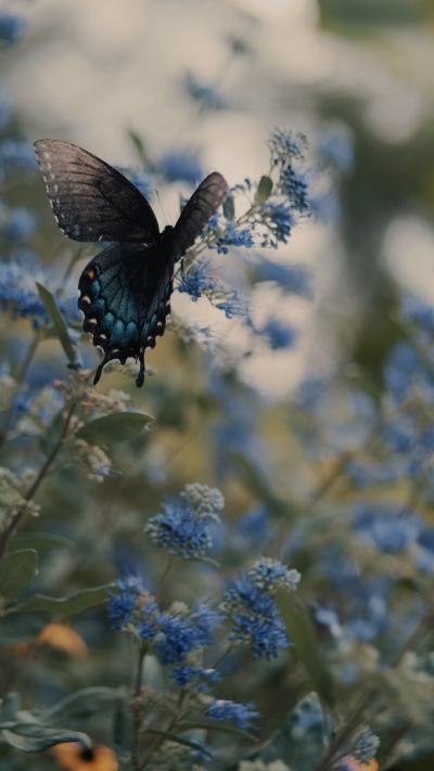 蝴蝶停留在蓝色小花上