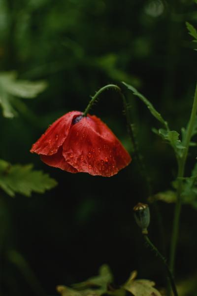被雨水压弯头的红色鲜花