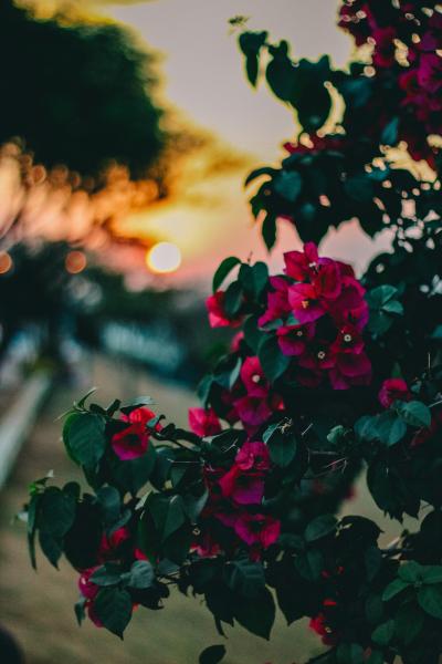 夕阳下的三角梅花卉图片