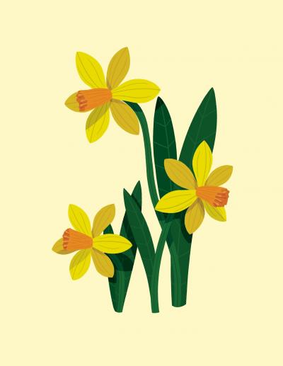 黄色的水仙花绘画背景图