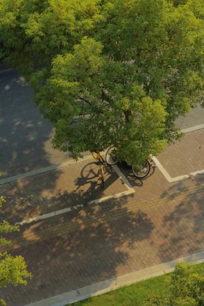 停在大树下的自行车