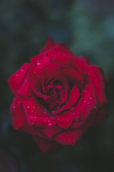 洒满露水的红色玫瑰花