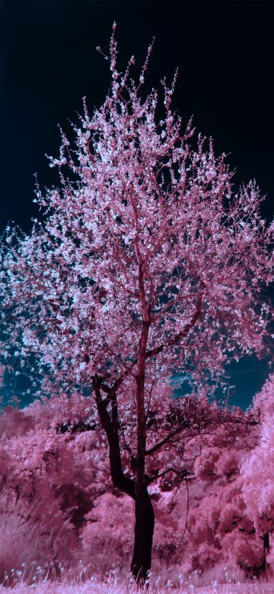 黑夜中漫天粉色的樱花树