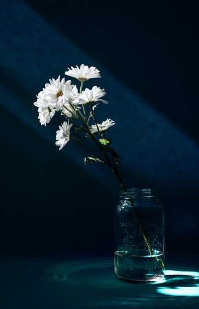 黑暗中向着阳光开花的白色菊花