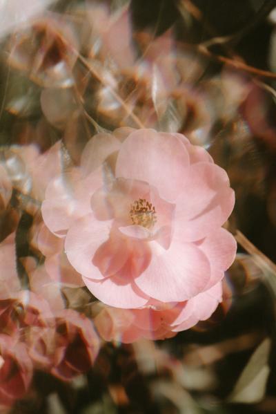 唯美淡粉色月季花拍摄图片