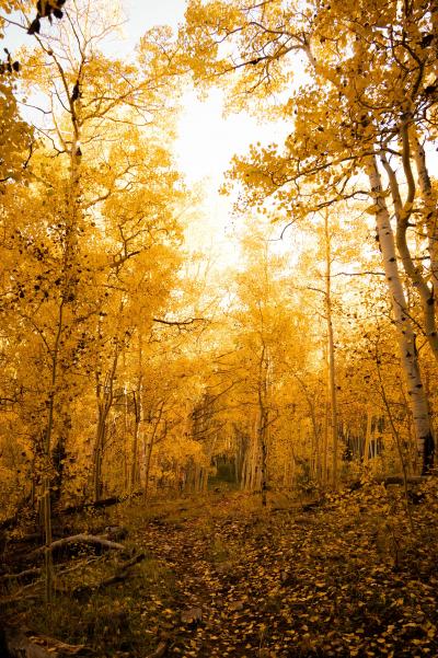 秋天金黄色的森林壁纸