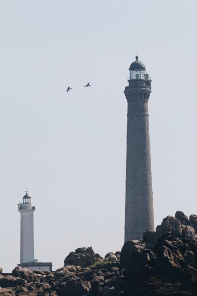 两只海鸟飞向孤独的灯塔