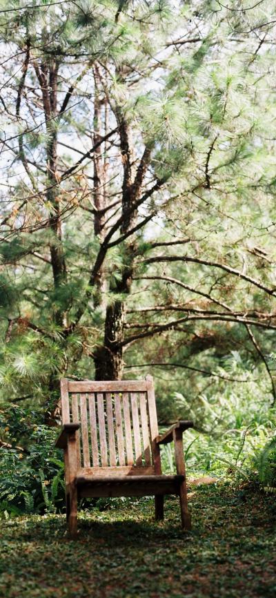 森林里的椅子孤独寂静
