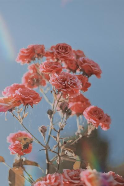 娇艳的粉色月季花图片