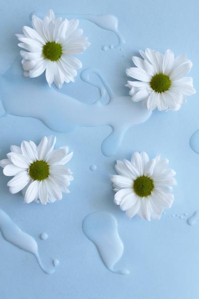 蓝色背景上的四朵白色菊花
