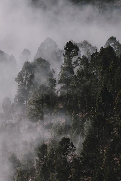 深秋霧氣繚繞的森林圖片