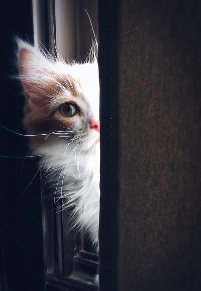 躲窗帘后面的小猫咪图片可爱