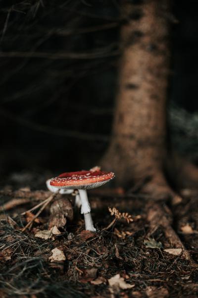森林里的鲜艳蘑菇
