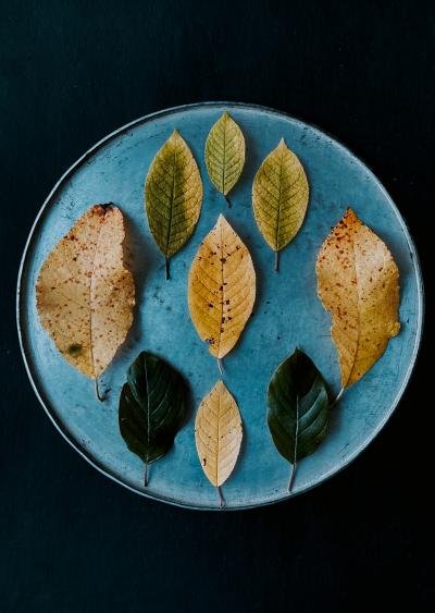 蓝色盘子里的树叶四季变化